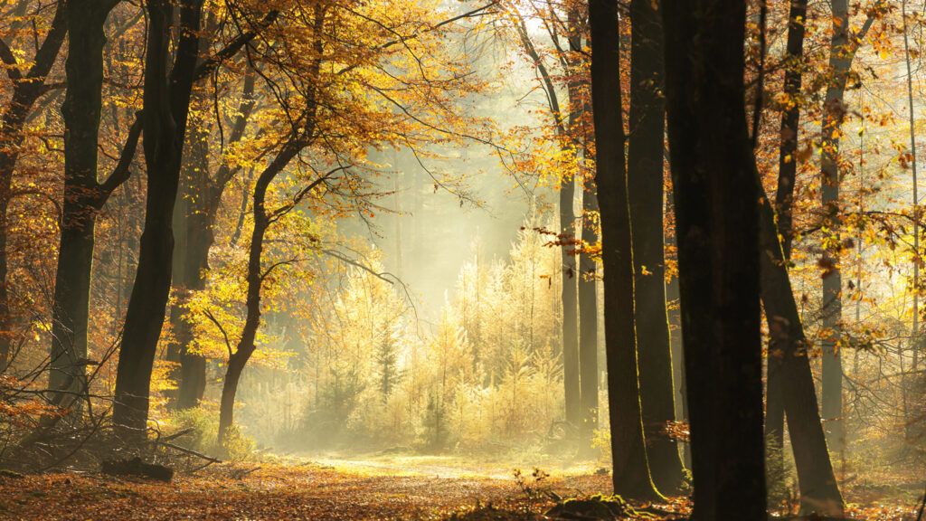 Path through a misty forest during a beautiful foggy autumn day; Getty Images