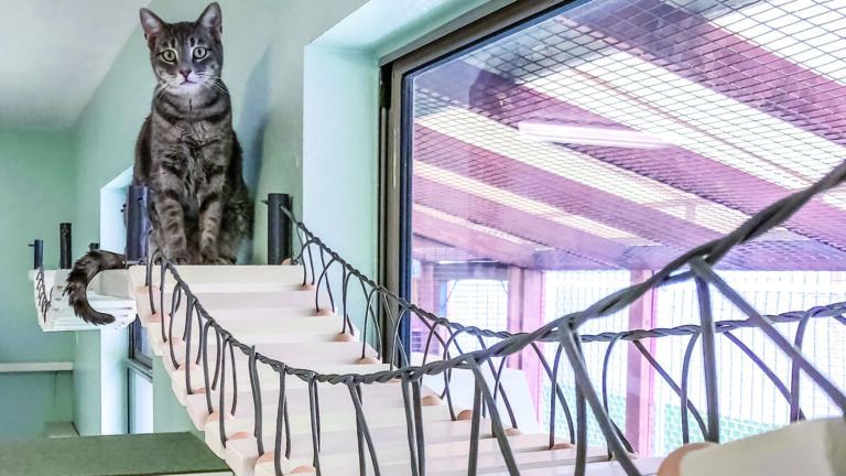 Kitten enjoys a climbing space built by Purple Leash Project