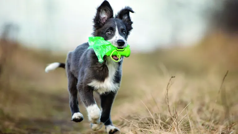 Dog holding biodegradable waste bags on Earth Day