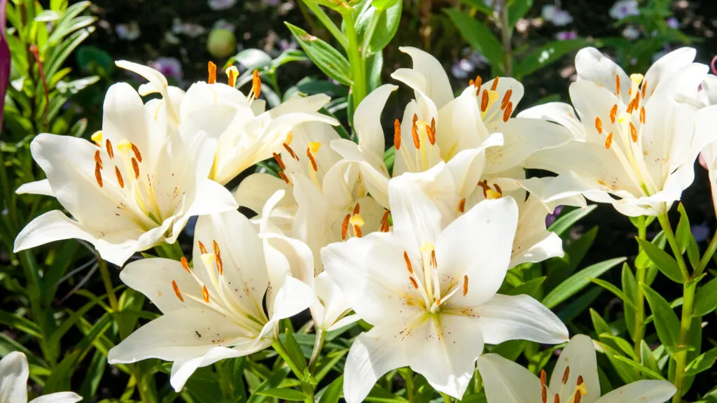 Easter lillies