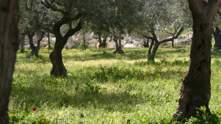 garden_of_gethsemane