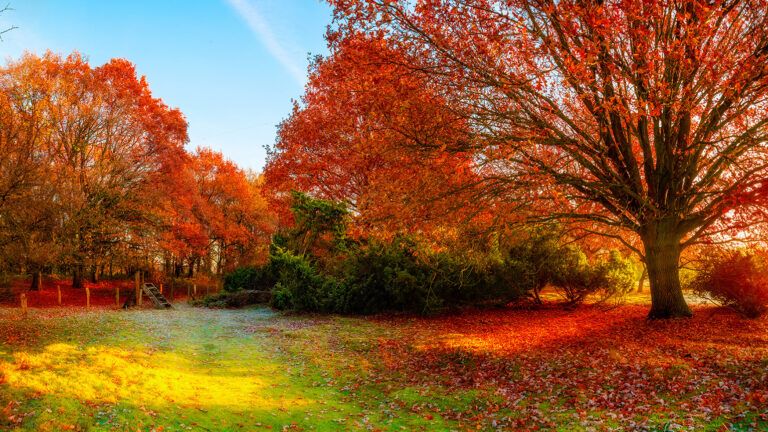 Autumn trees in the meadow