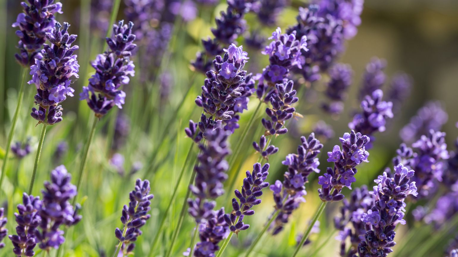 Garden with flourishing lavender; Getty Images