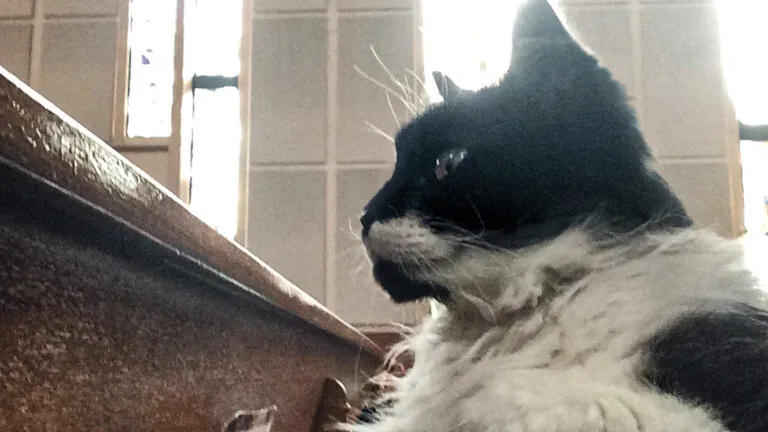 Gracie in a church pew; Photo credit: Katie Canty