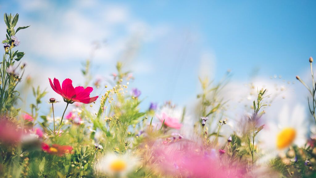 Wild flowers under a bright blue summer sky