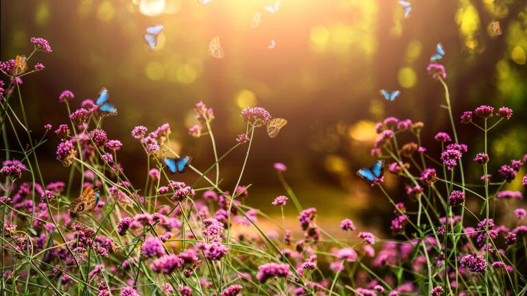 Butterfly among summer flowers