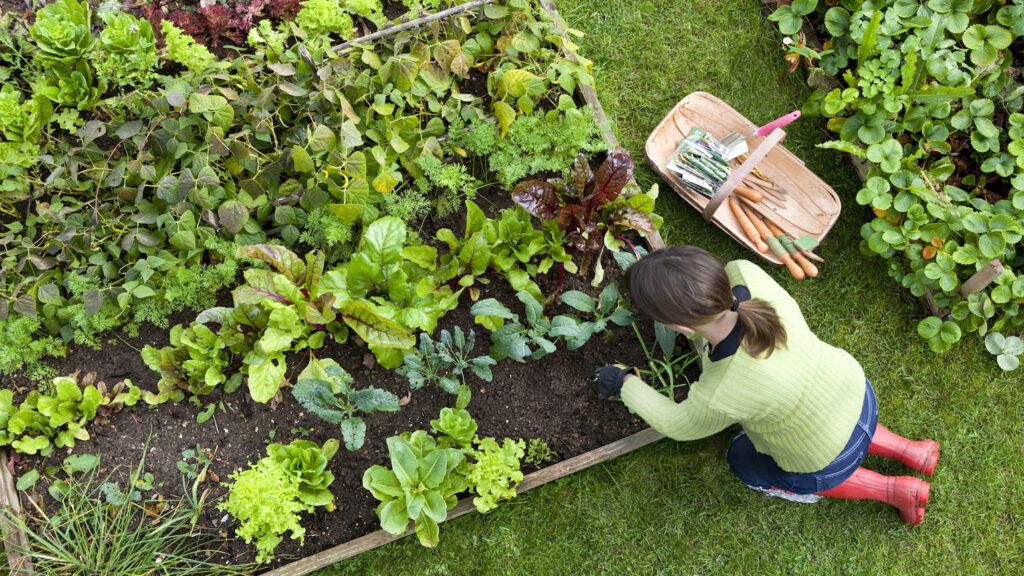 Protecting your back in the garden