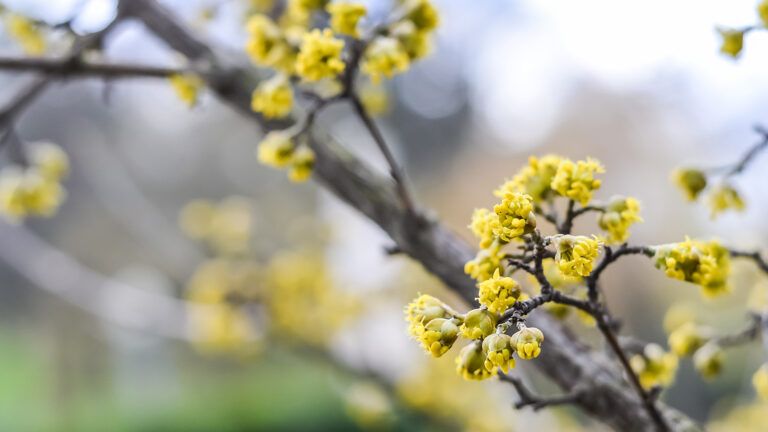 Spring tree