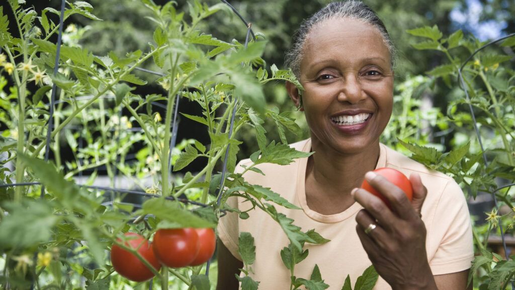 Gardening tips for tomatoes