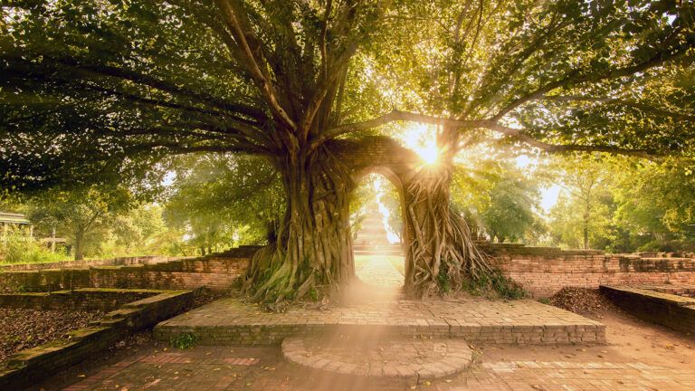 Trees grown together