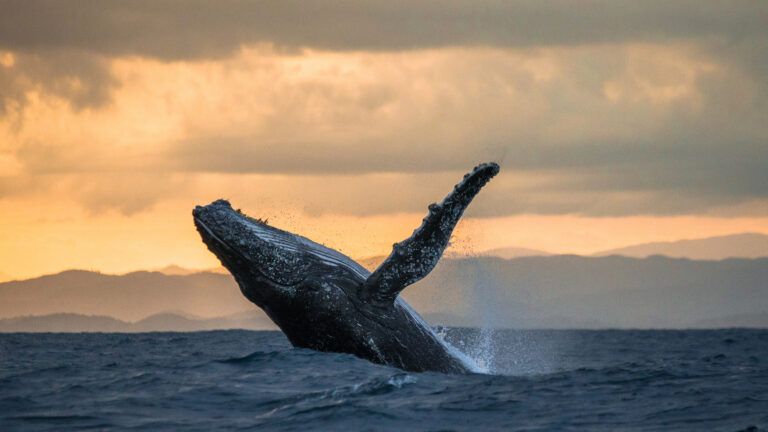 Breaching whale