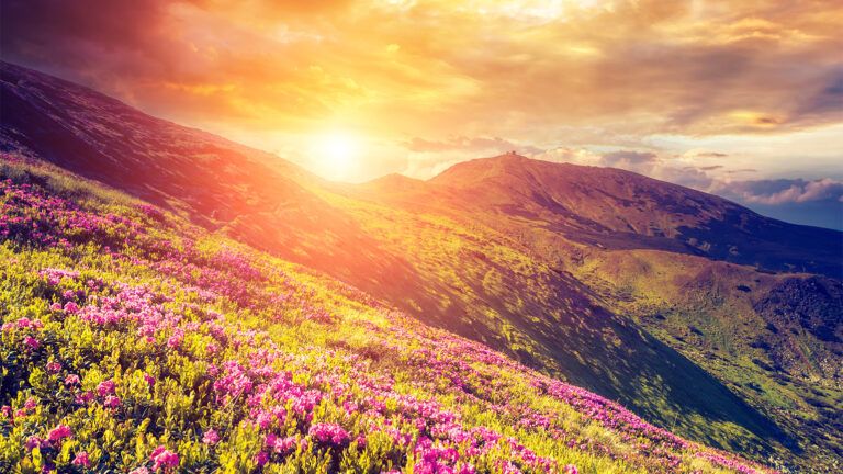 Flowers on a mountainside