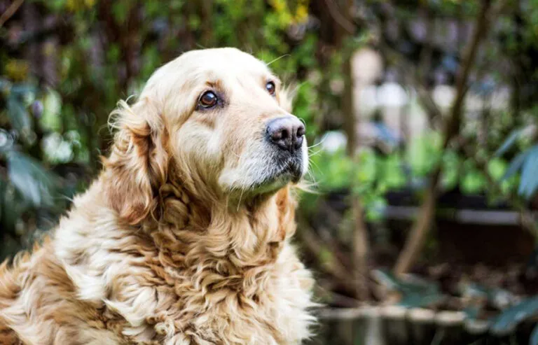 Golden retriever