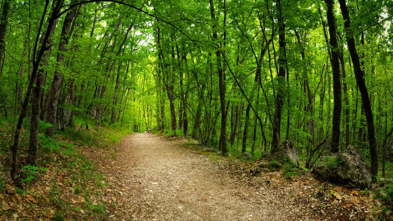 Wooded path