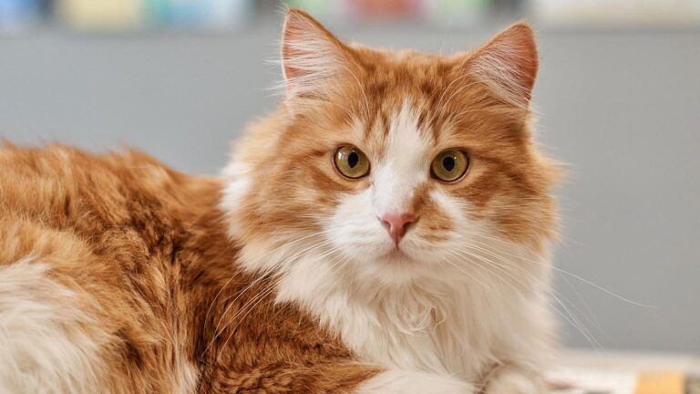 Orange and white cat