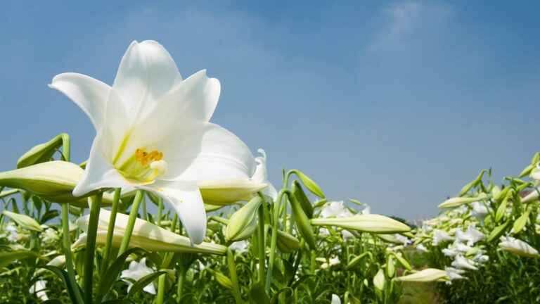 Lily among a blue sky