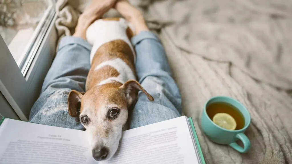 A dog laying on its owner's lap