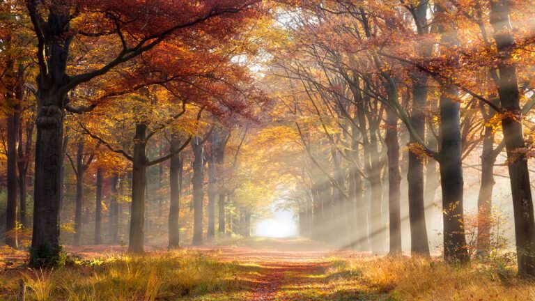 Autumn road surrounded by trees