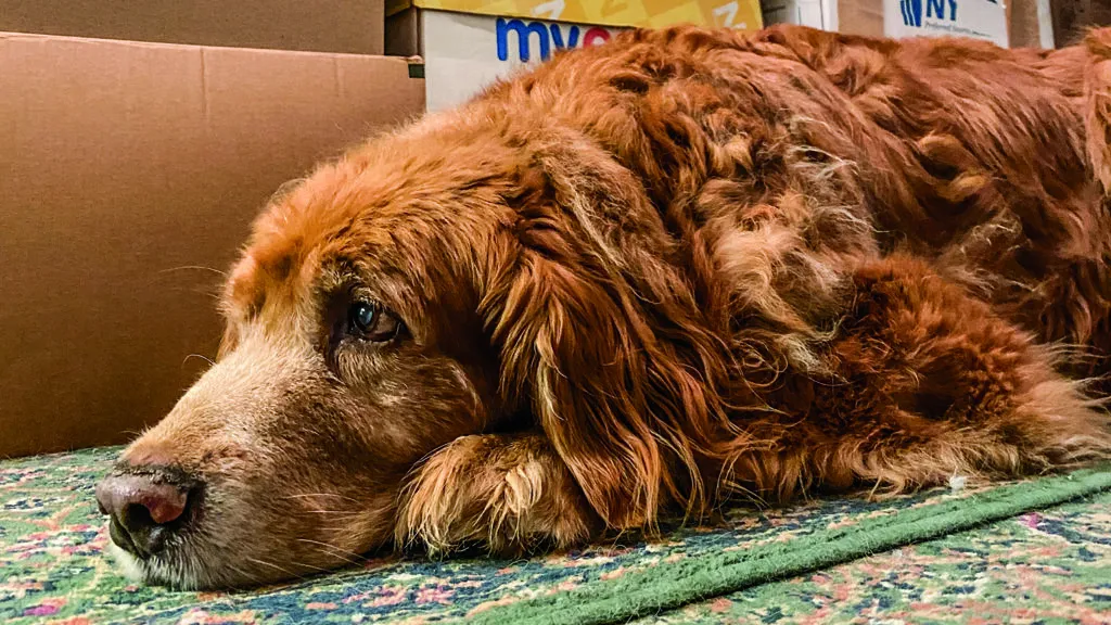 Ernest the golden retriever lying on the floor