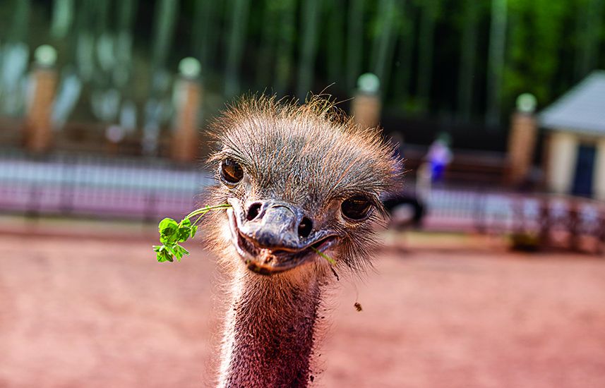 A smiling ostrich with grass in its nib