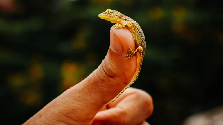 Baby gecko