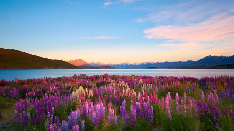 Purple flowers