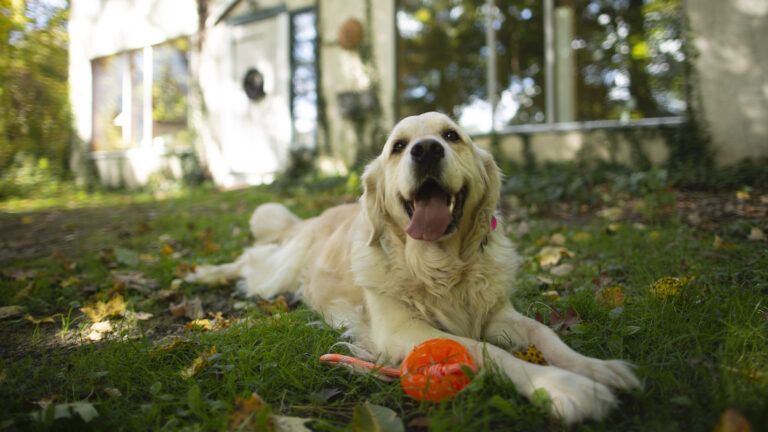 Gracie the golden retriever