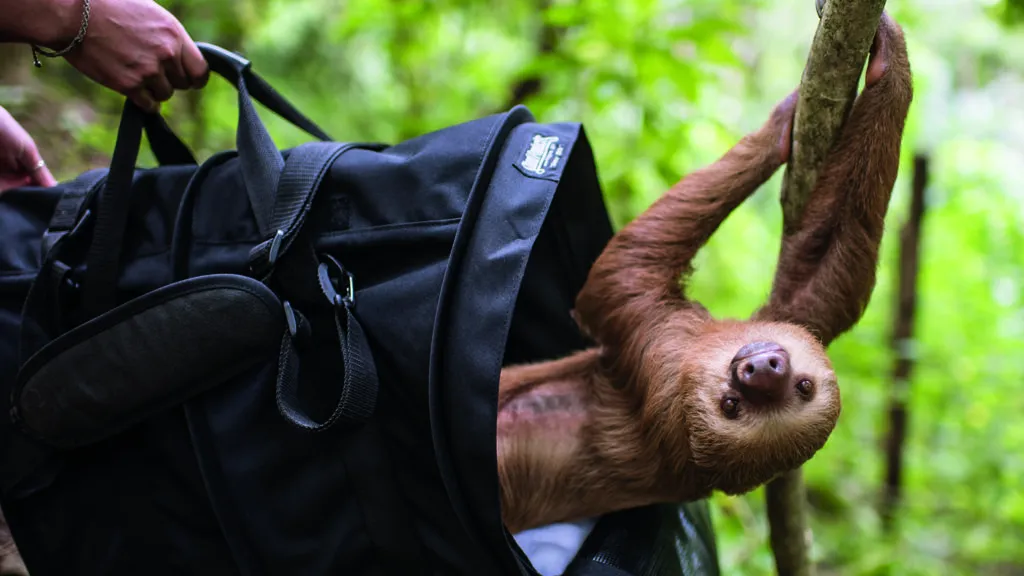 A sloth named Whitney on her release day