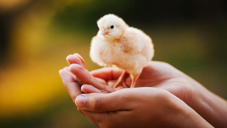 baby_chicken