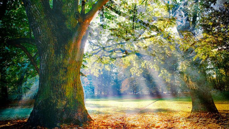 Sunbeams in a forest