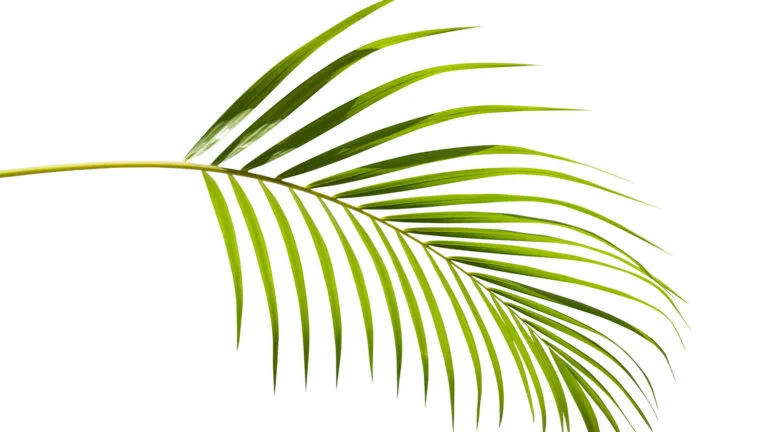 A palm leaf; Getty Images