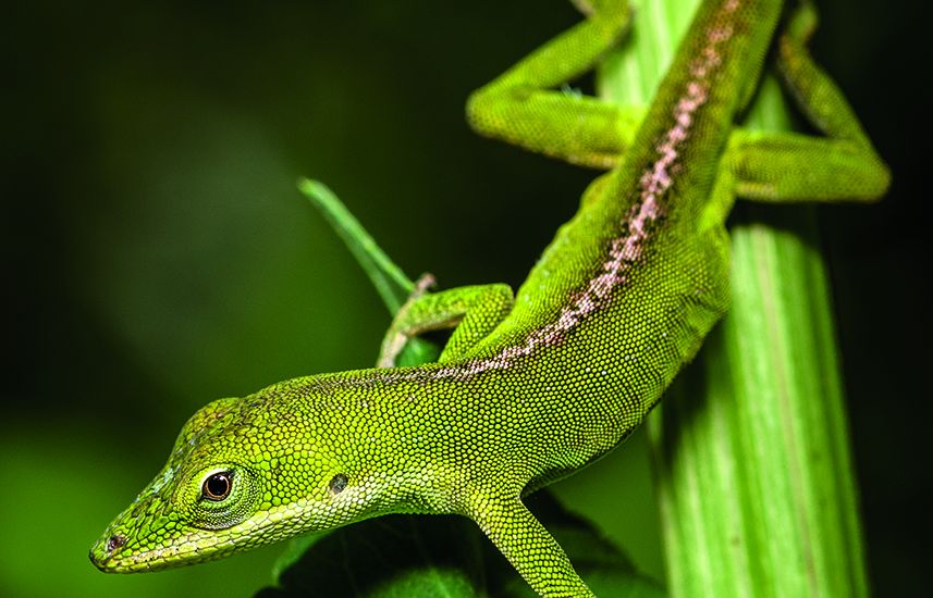 A green anole