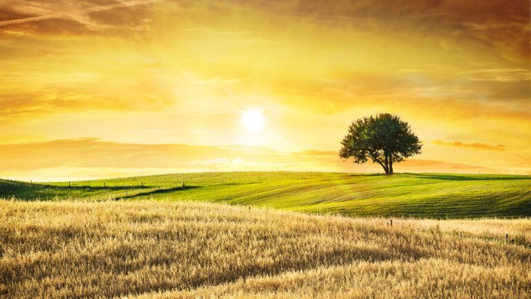 Single tree in a golden field