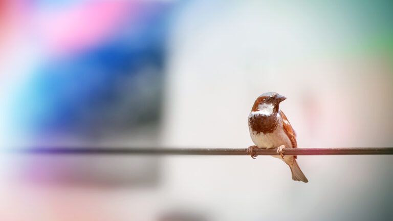 Bird on a wire