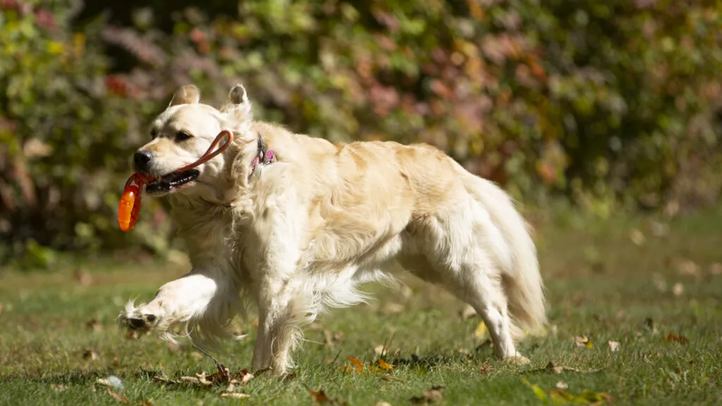 Gracie romping