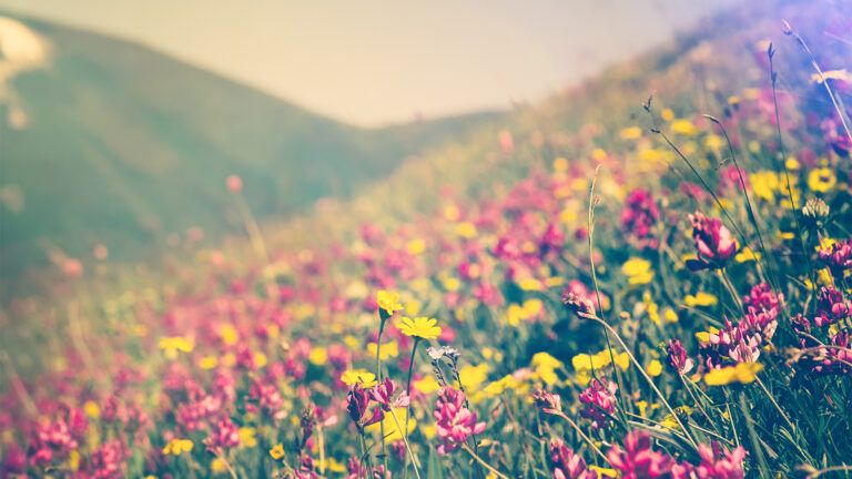 Field of flowers