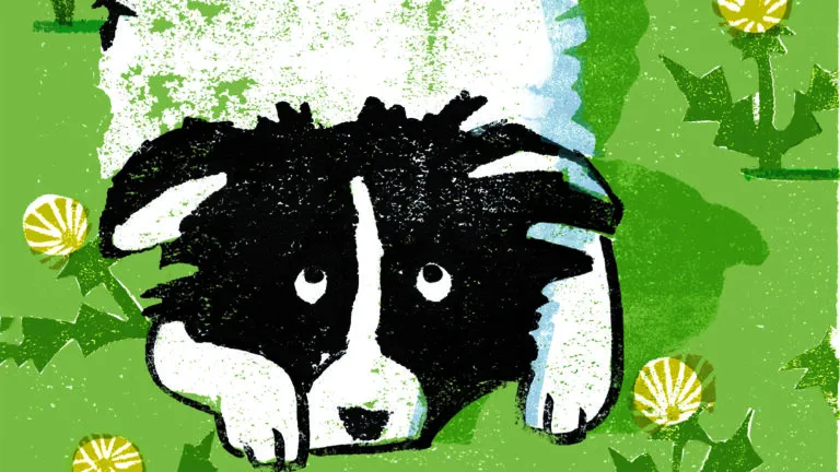 Illustration of a black and white border collie