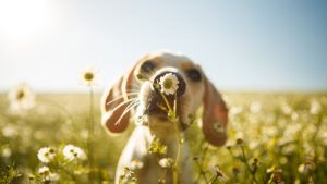 Dog sniffing a flower