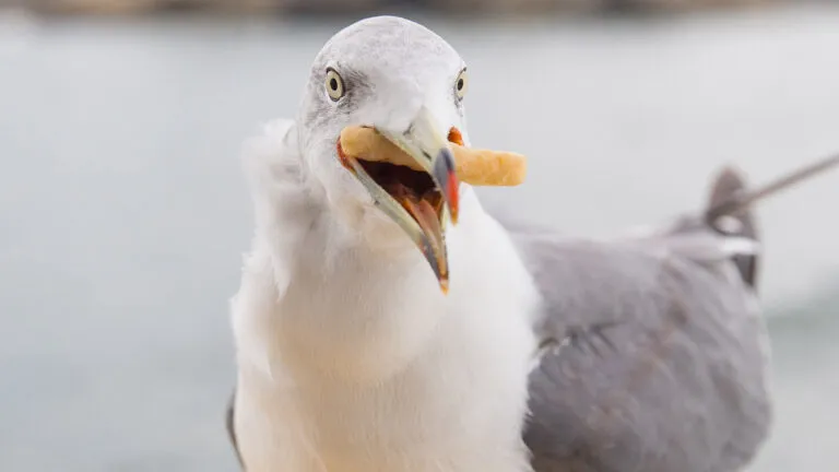 A bird with a french fry in its beak