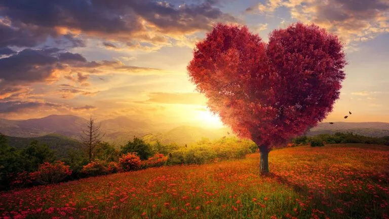 A heart-shaped tree at sunset; Getty Images